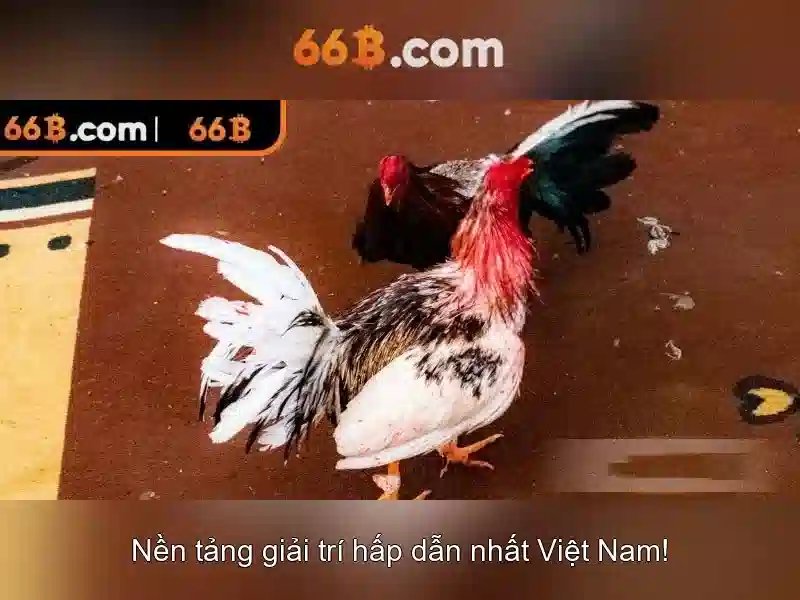 66b là gì?